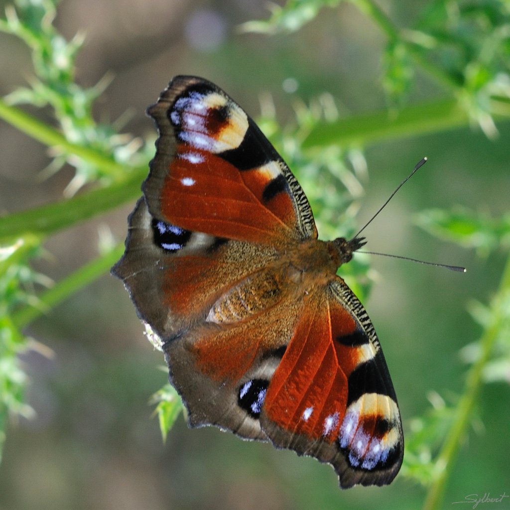 _SYL5187r.jpg - Papillon sauvage de France